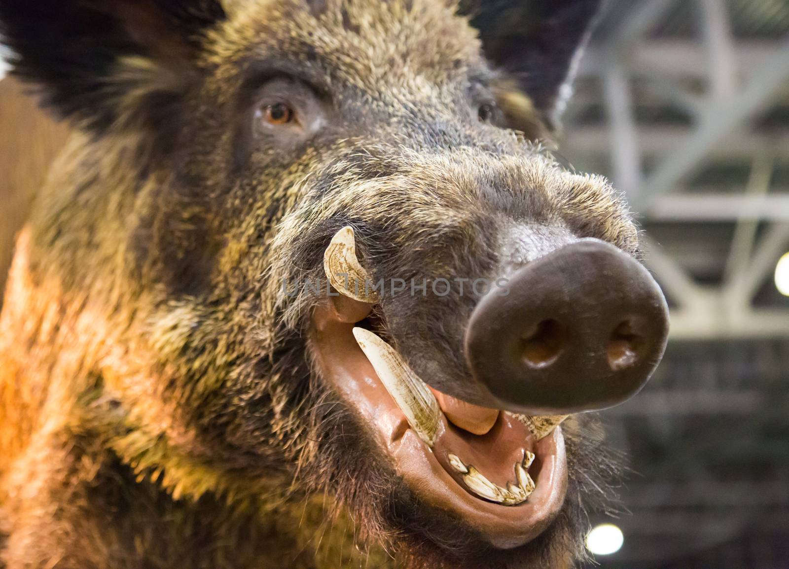 Head of a wild boar with fangs by L86