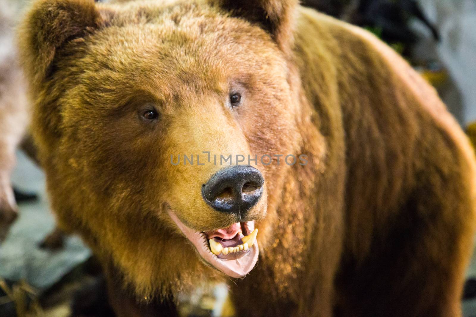 The head of a brown bear with bared teeth by L86