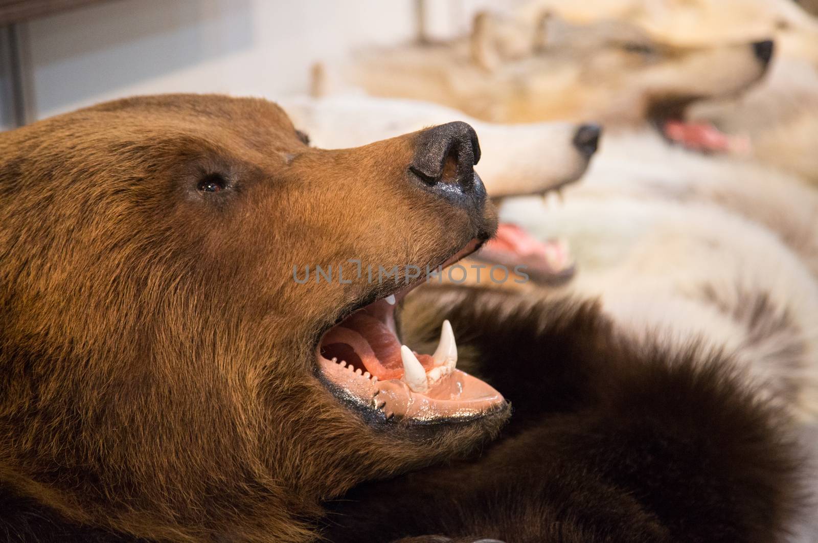 The head of a brown bear with bared teeth and the head of wolves ,scarecrow