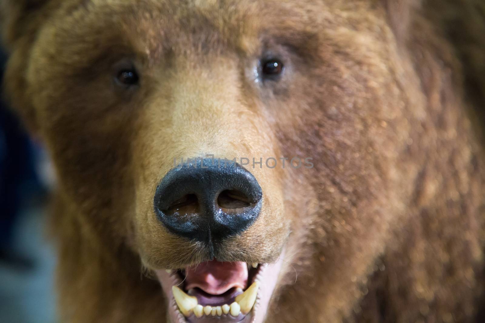 The head of a brown bear with bared teeth by L86