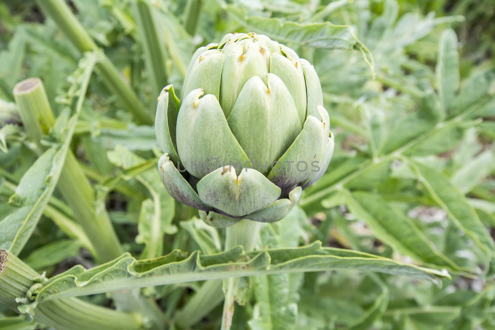 Artichoke, Cynara cardunculus