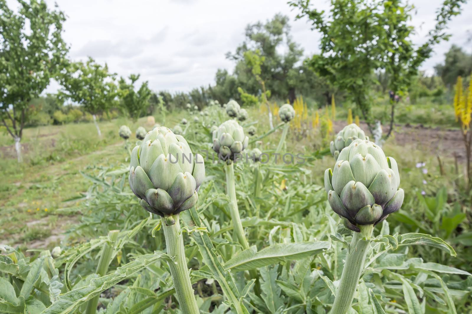 Artichokes, Cynara cardunculus by max8xam