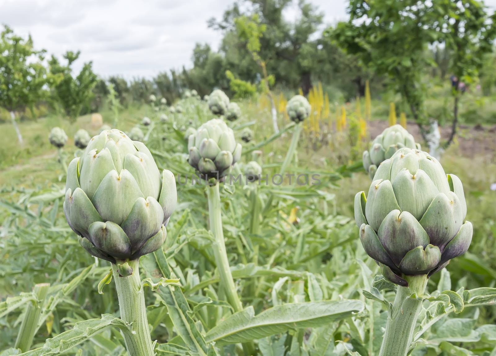 Artichokes, Cynara cardunculus