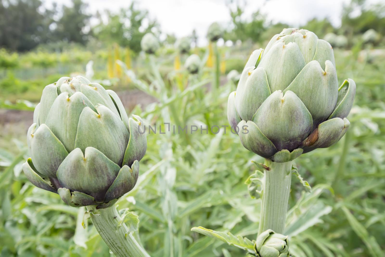 Artichokes on the plant, Cynara cardunculus