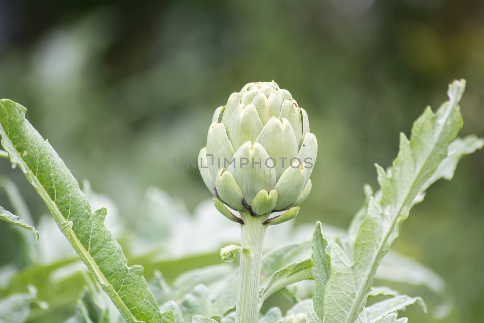 Artichoke on the plant, Cynara cardunculus