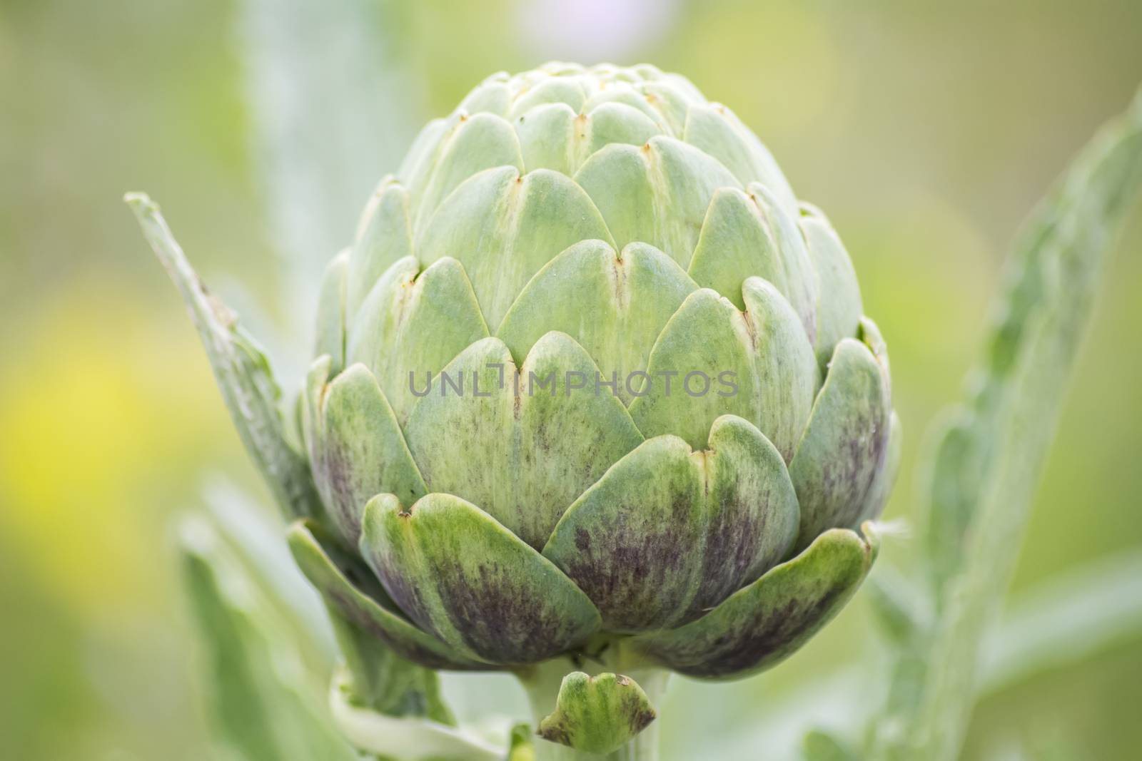 Artichoke on the plant, Cynara cardunculus