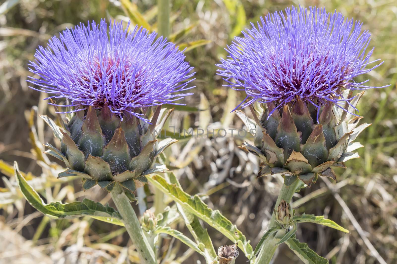 Artichoke Flower