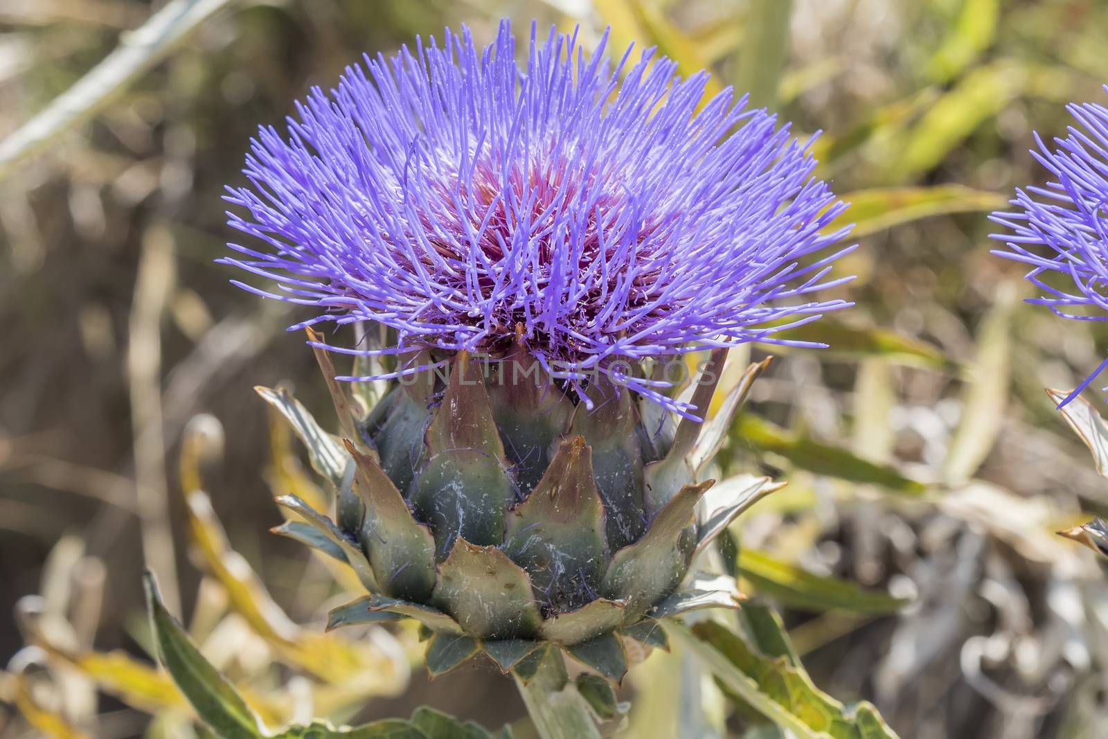 Artichoke Flower by max8xam