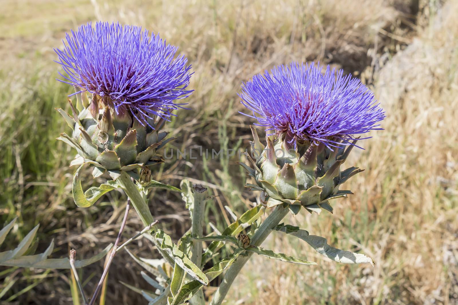 Artichoke Flower by max8xam