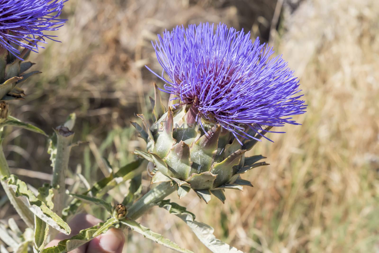 Artichoke Flower by max8xam