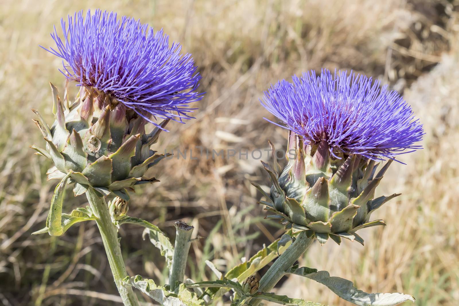 Artichoke Flower by max8xam