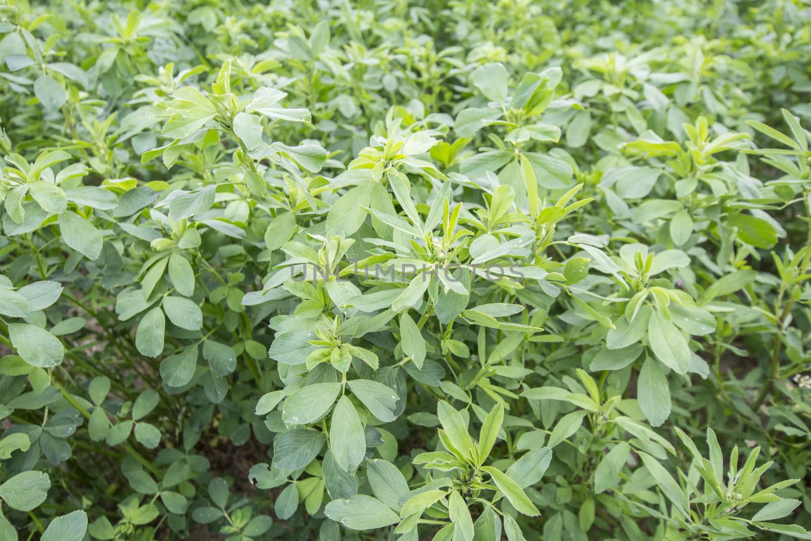 Medicago sativa (Alfalfa)