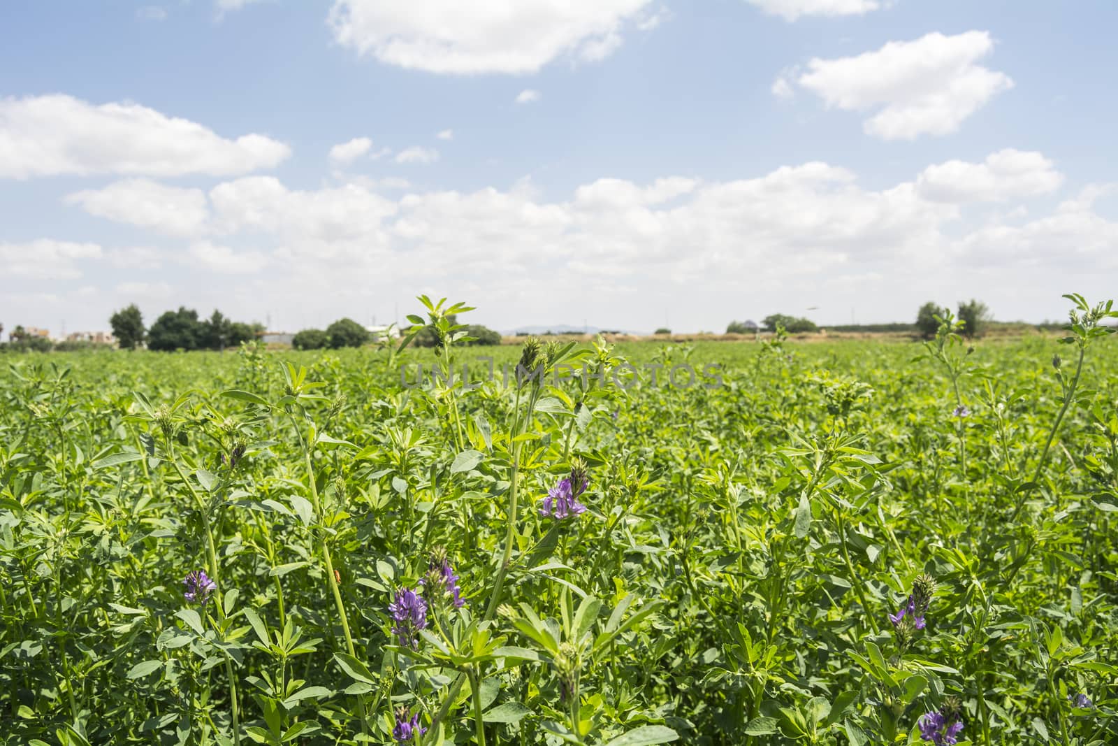 Medicago sativa in bloom (Alfalfa)