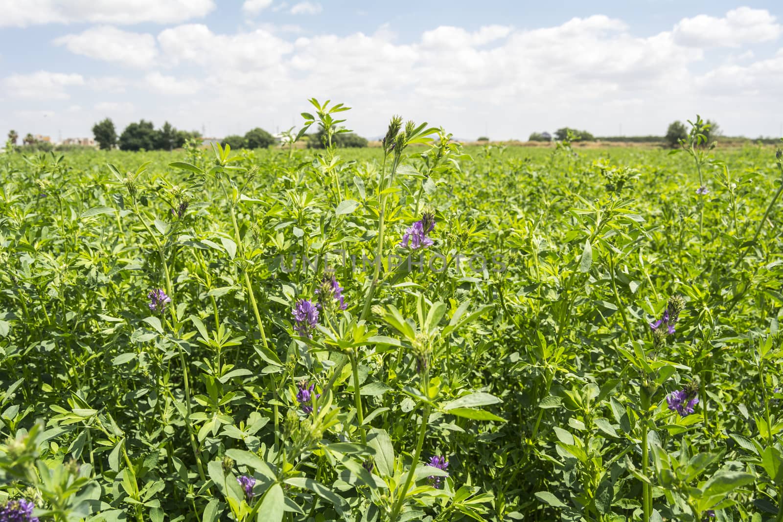 Medicago sativa in bloom (Alfalfa) by max8xam