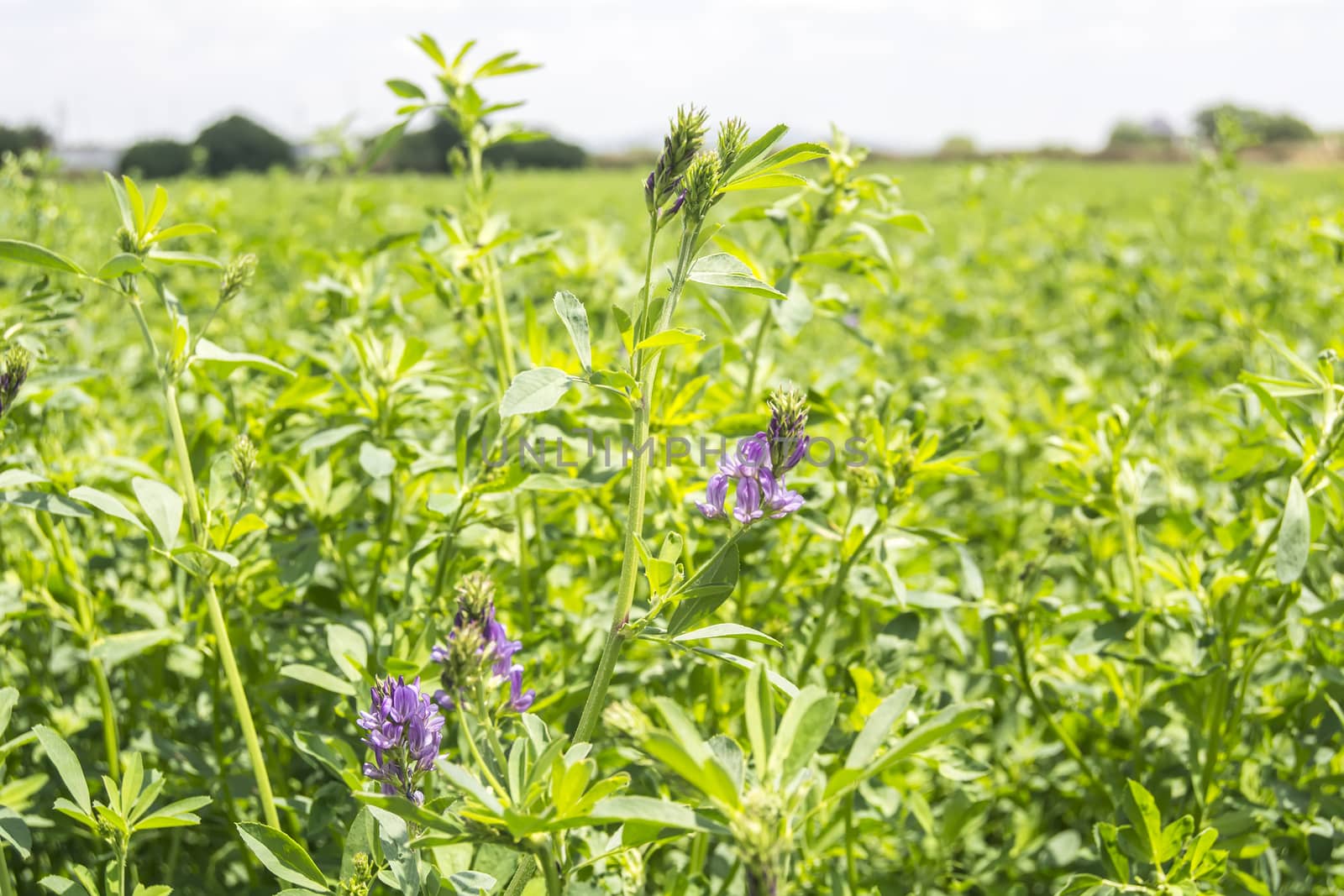 Medicago sativa in bloom (Alfalfa) by max8xam