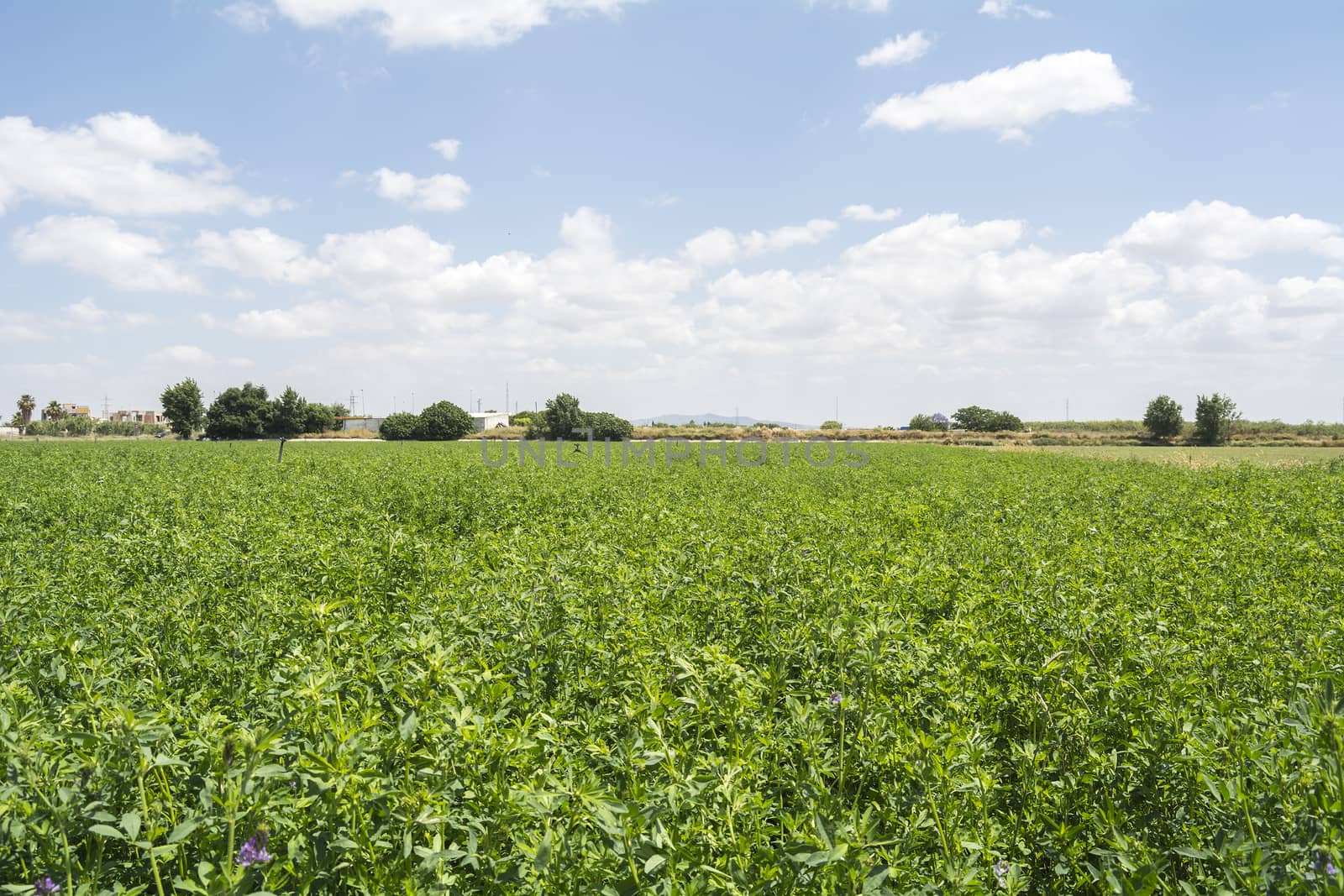 Medicago sativa in bloom (Alfalfa)