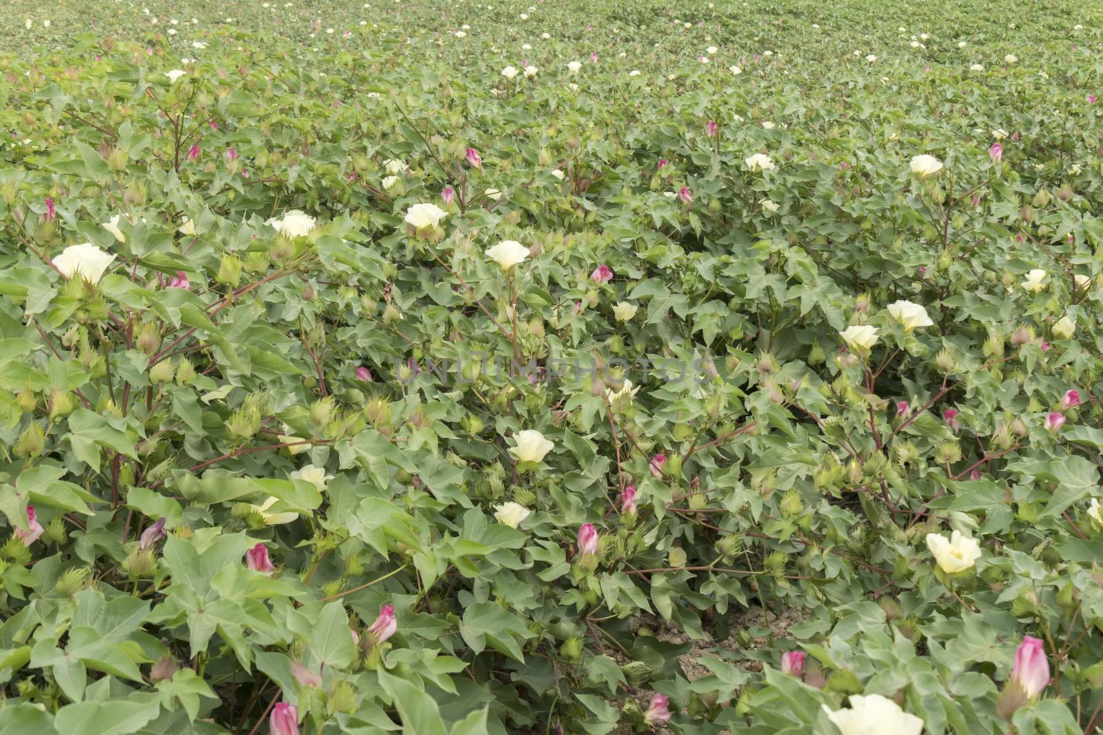 Cotton plantation in flower