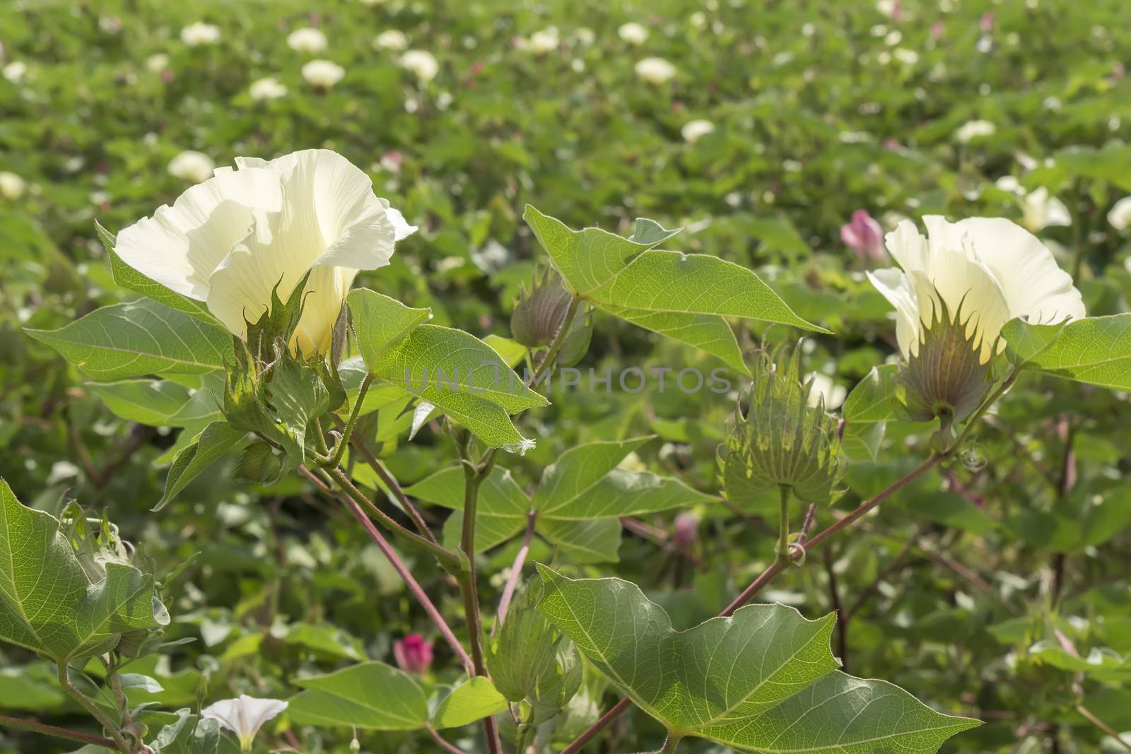 Cotton flower, cotton plant, cotton bud