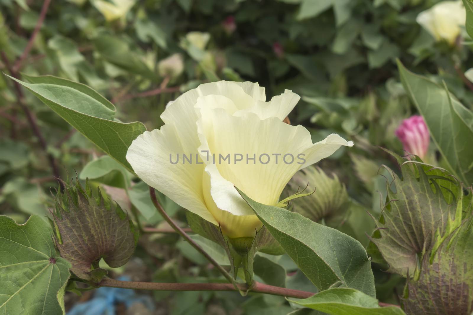 Cotton flower, cotton plant, cotton bud