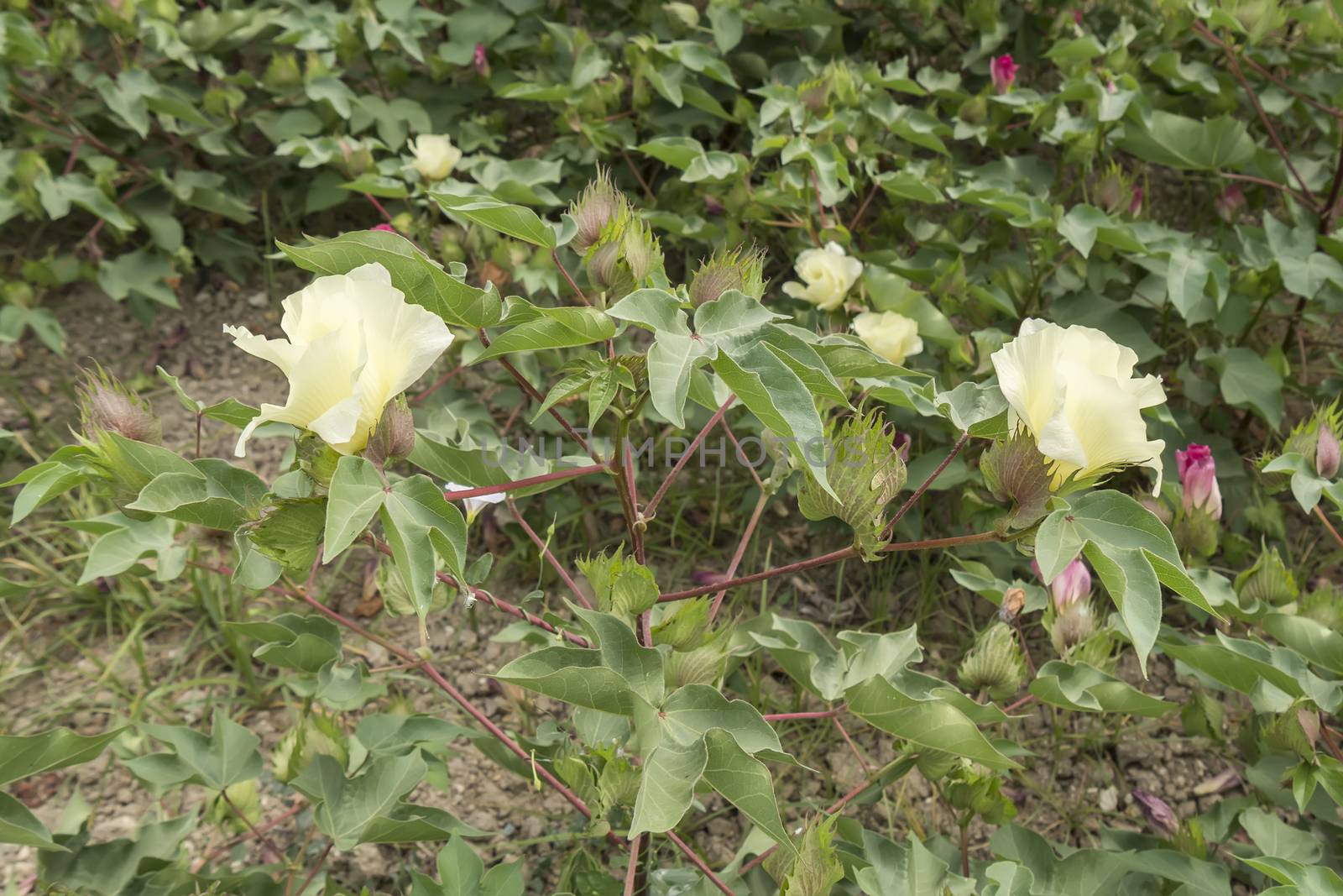 Cotton flower, cotton plant, cotton bud