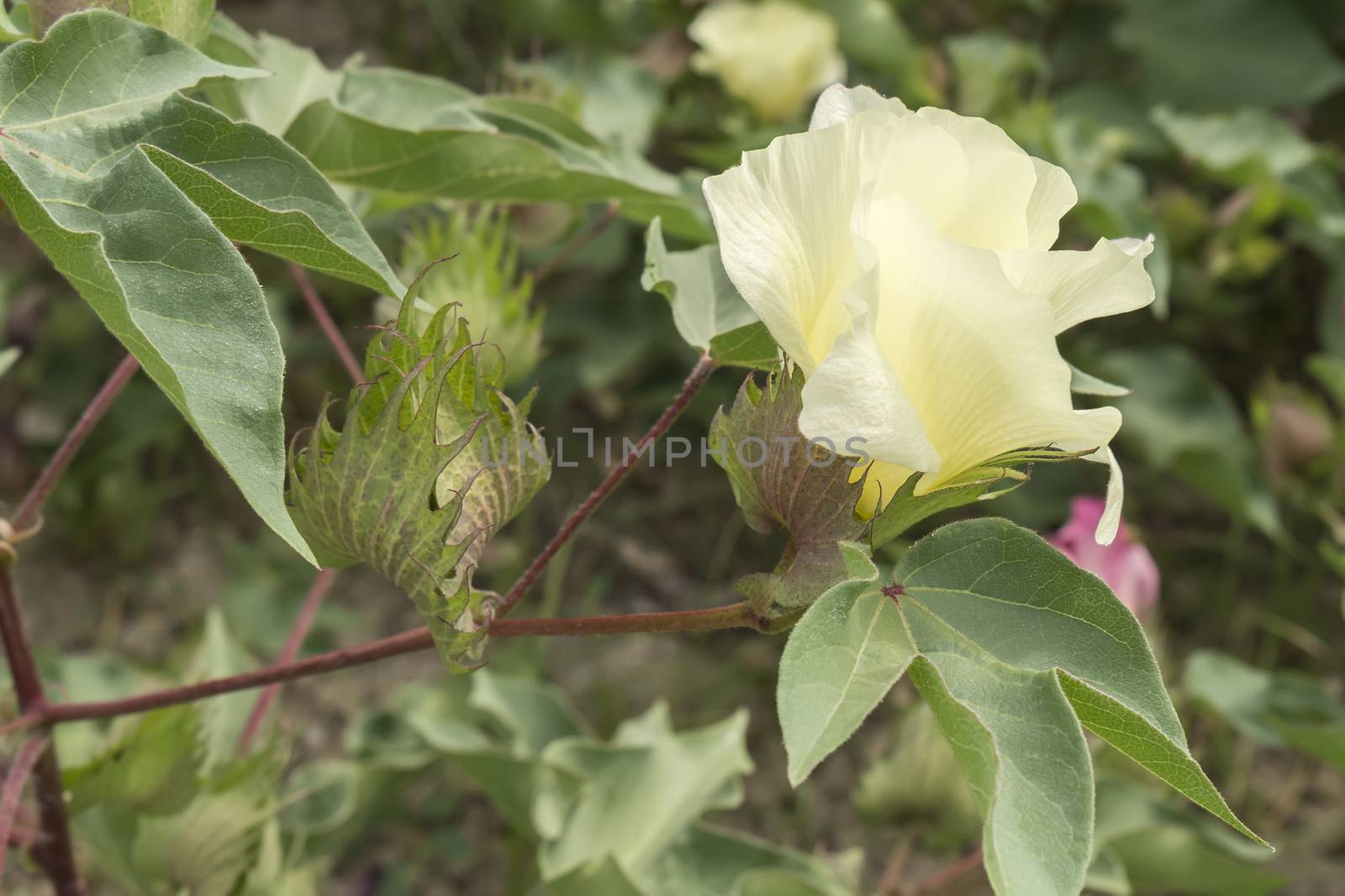 Cotton flower, cotton plant, cotton bud