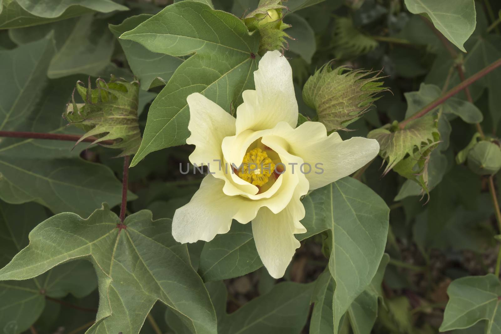 Cotton flower, cotton plant, cotton bud