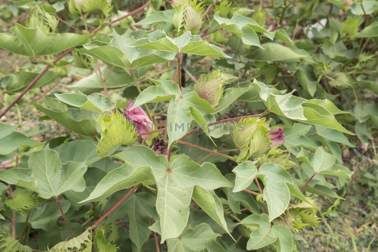 Cotton plant, cotton buds