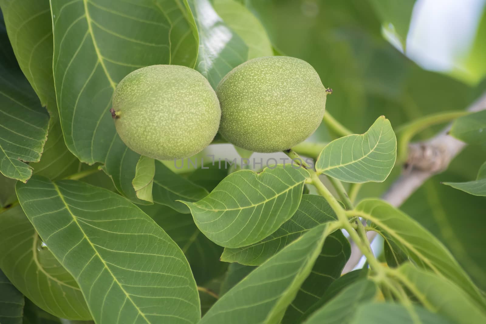 Unripe nuts on the tree