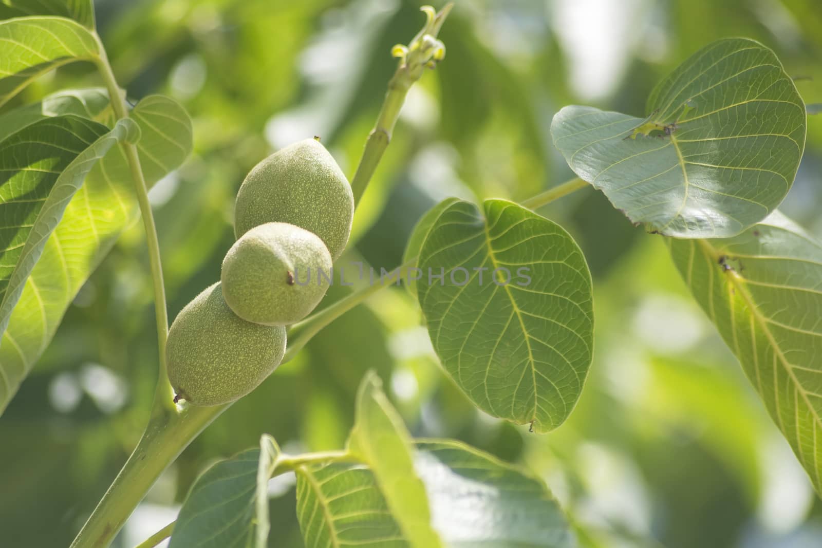Unripe nuts on the tree