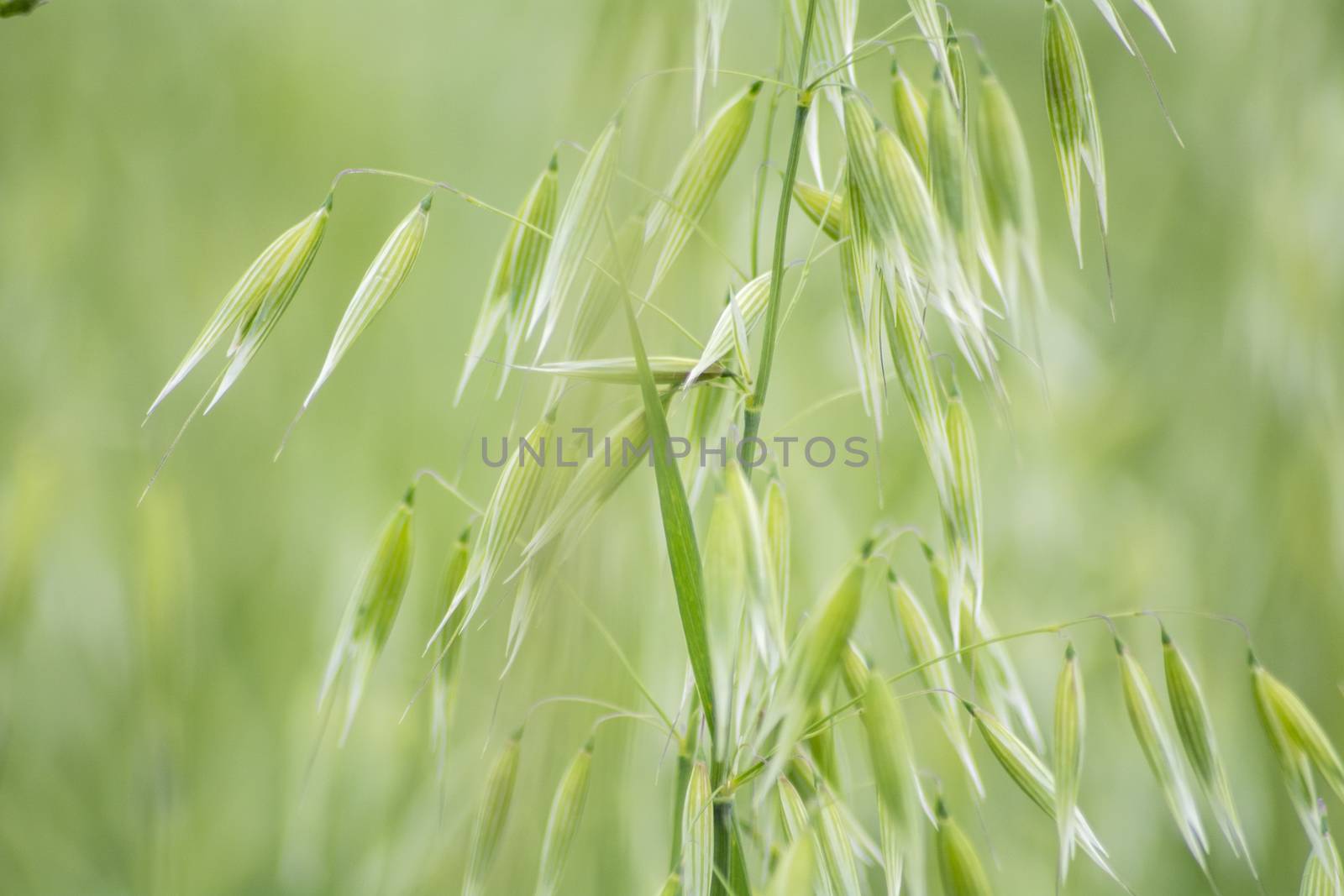 Avena green field