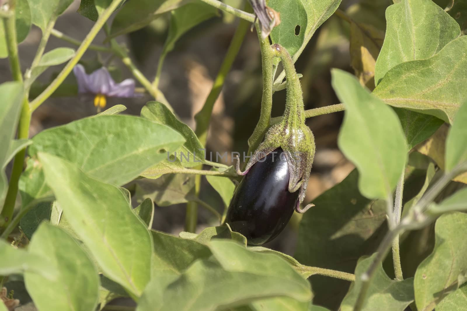 Eggplant growing, aubergine