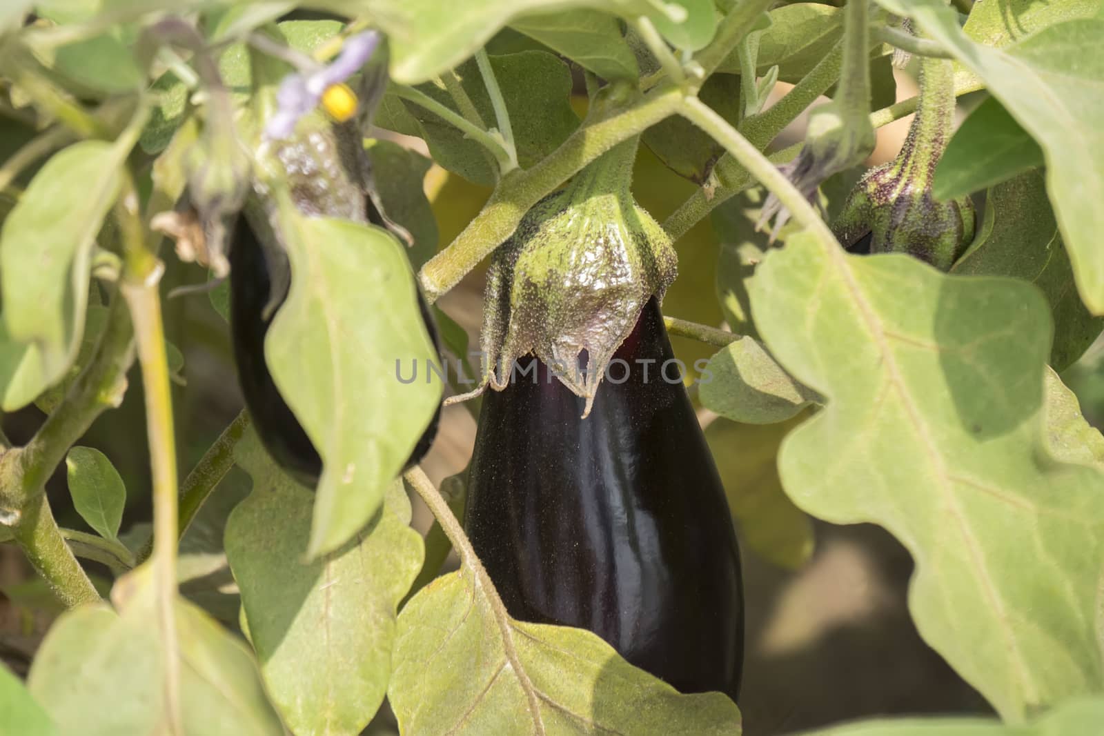 Eggplant growing, aubergine