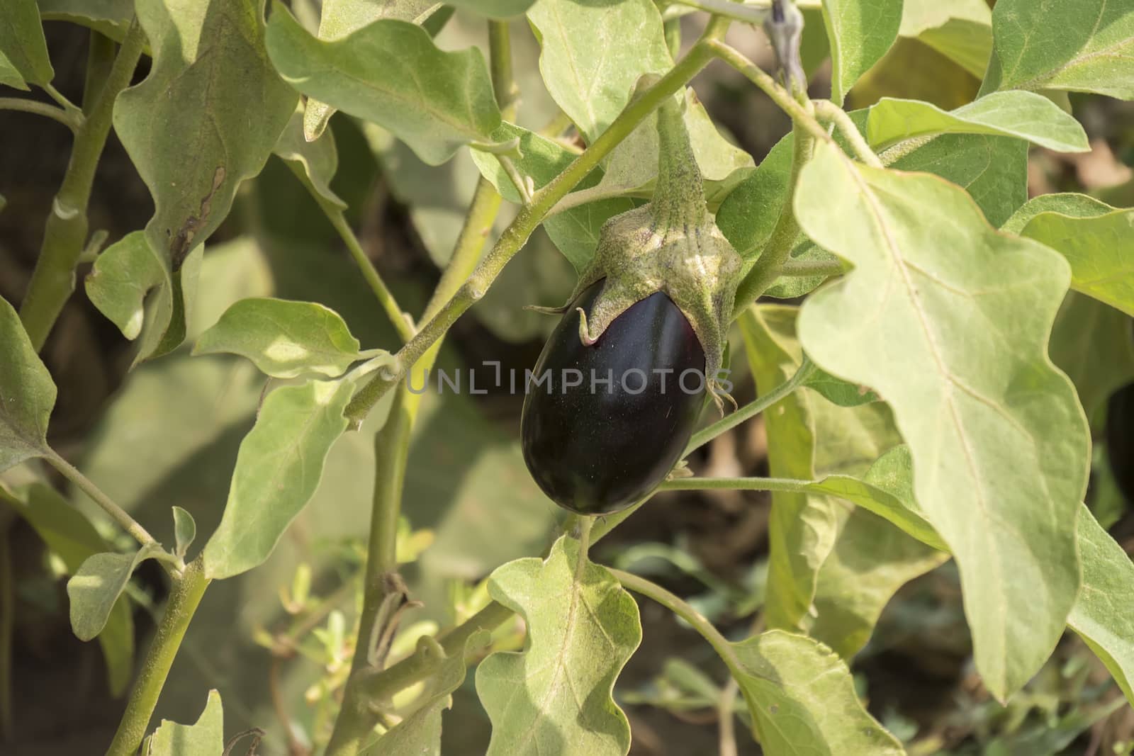 Eggplant growing, aubergine