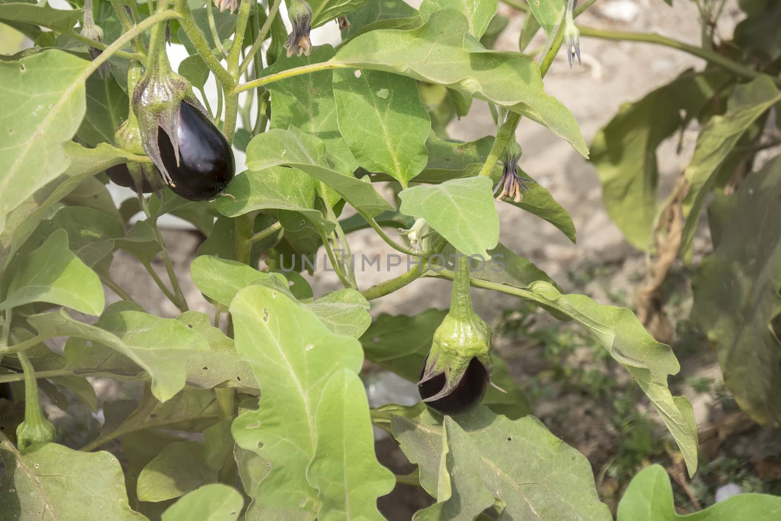 Eggplant growing, aubergine