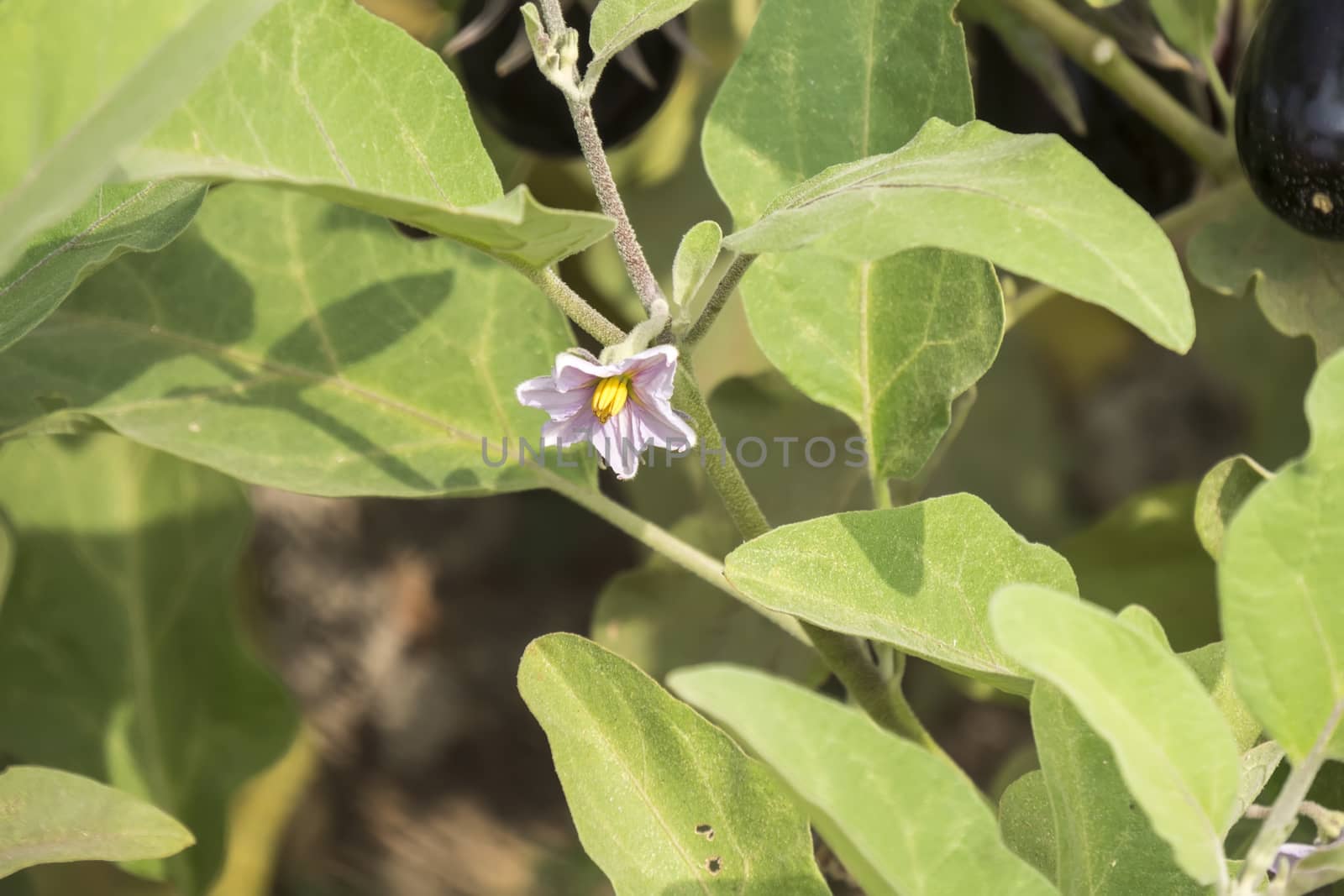 Eggplant flower, aubergine