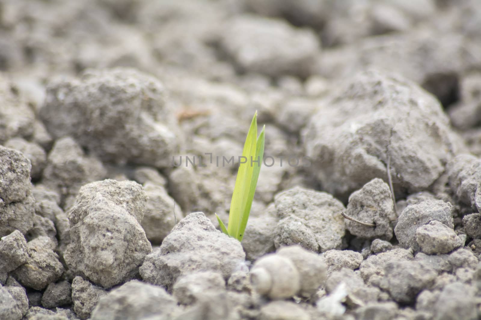 Tender sprout  in the ground