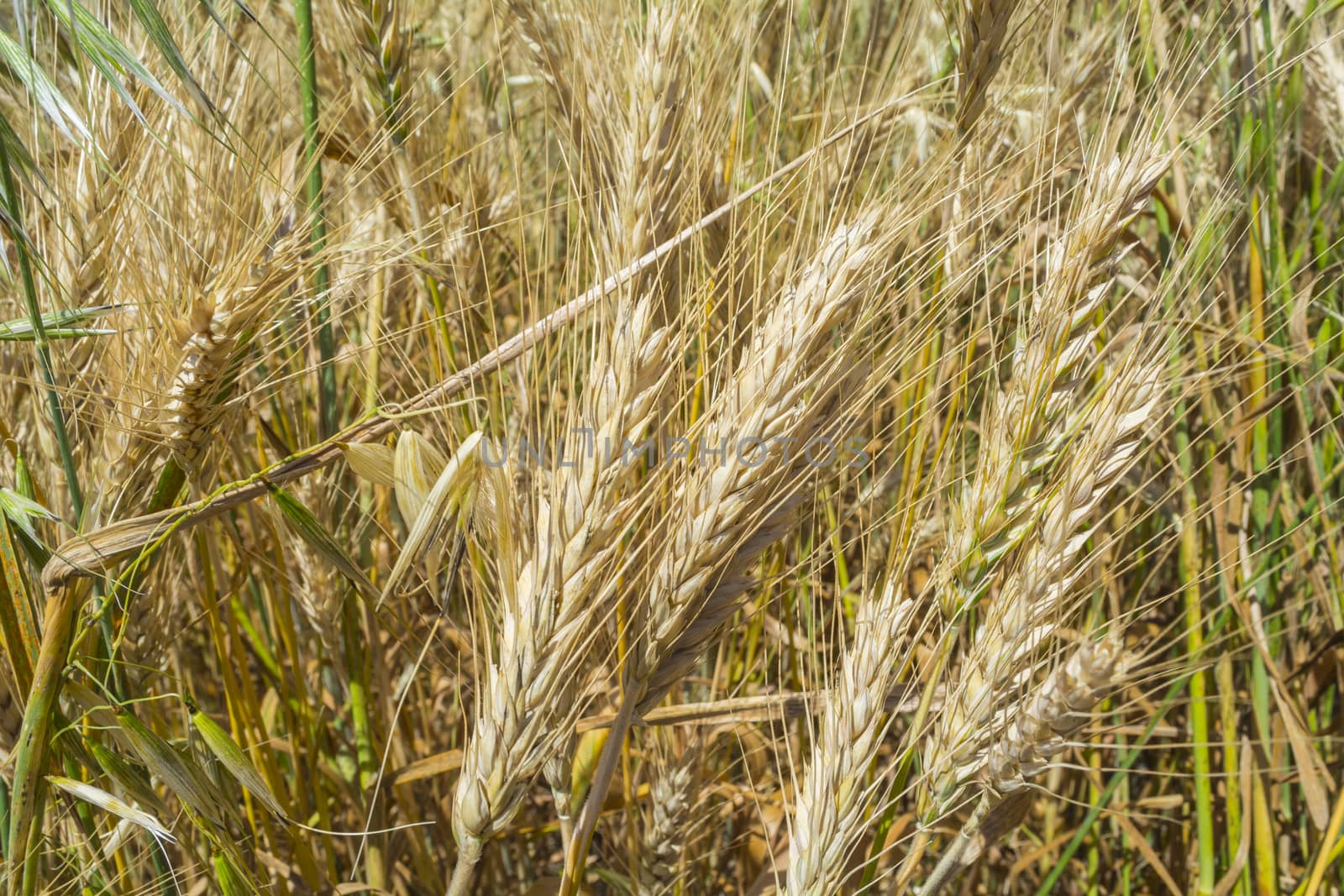 Closeup of ripe wheat ears, mature crop