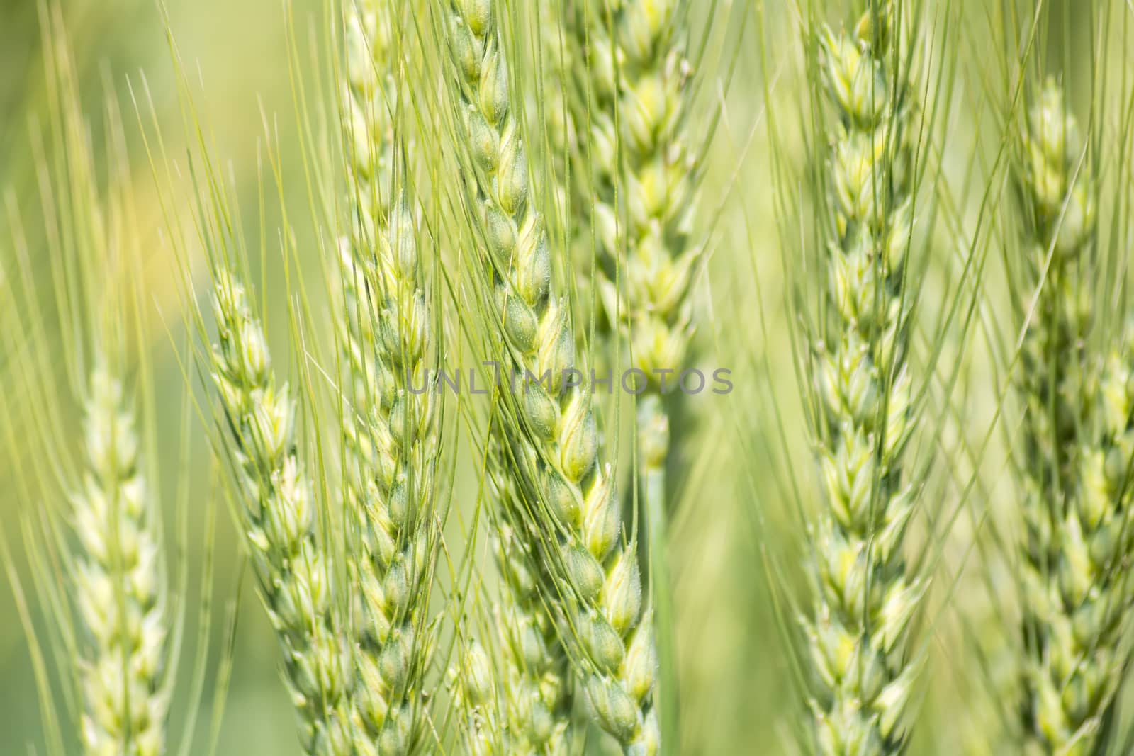 Closeup unripe wheat ears