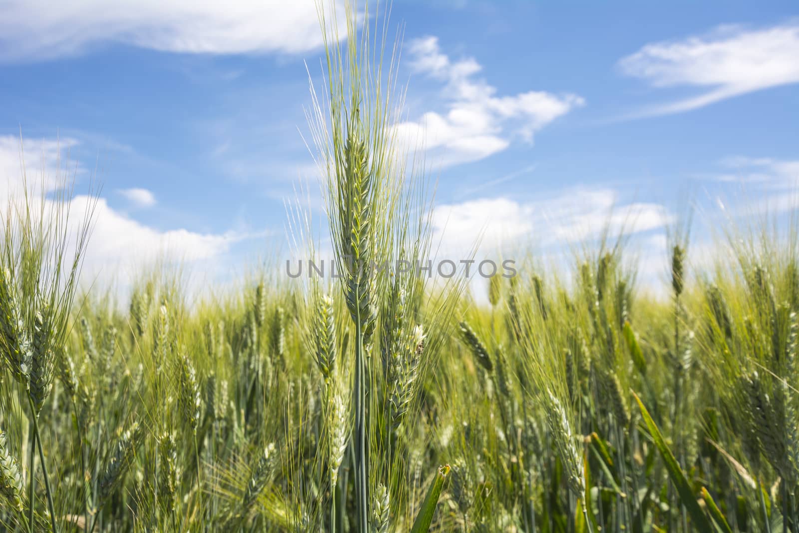 Closeup unripe wheat ears. Blue Sky in the background.