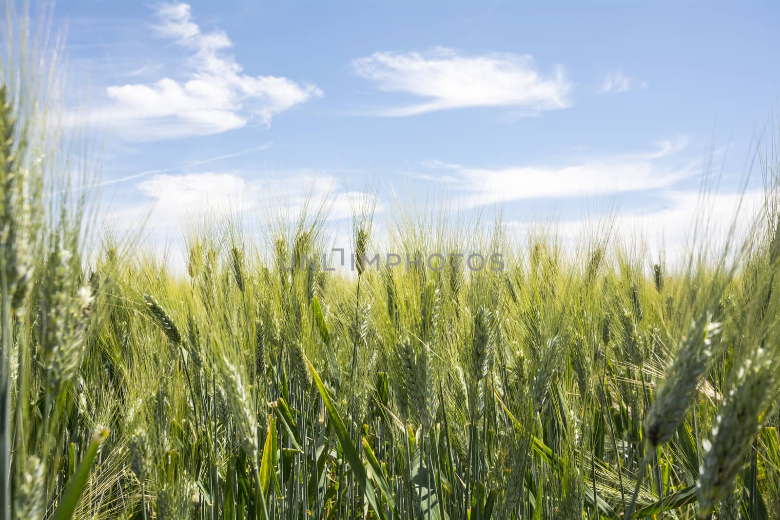 Closeup unripe wheat ears. Blue Sky in the background.