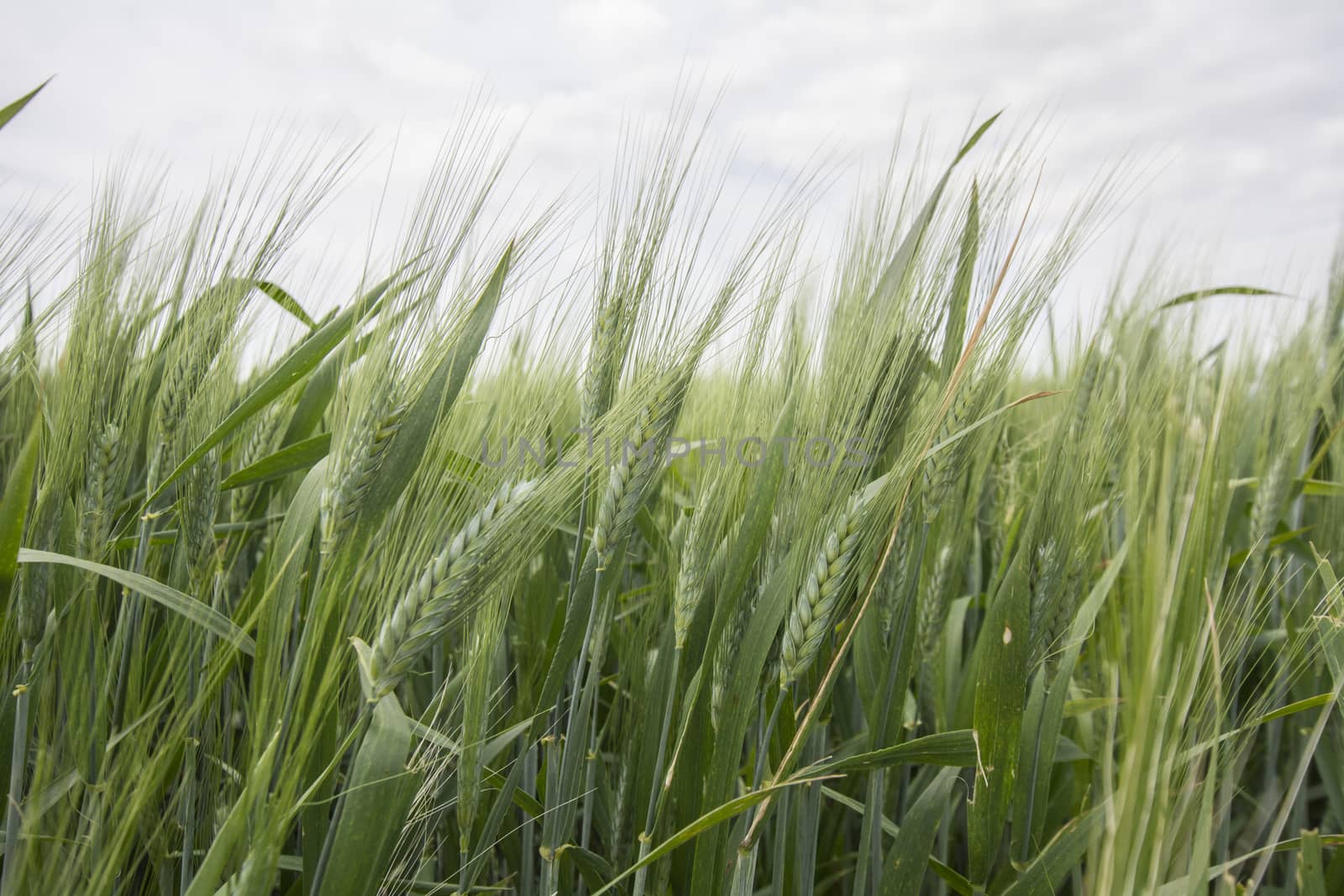 Spikes of green wheat in spring