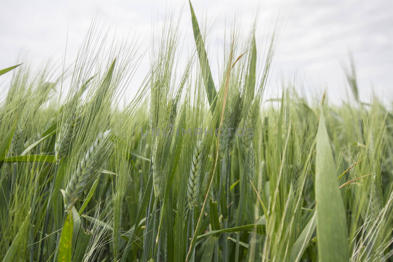 Spikes of green wheat in spring