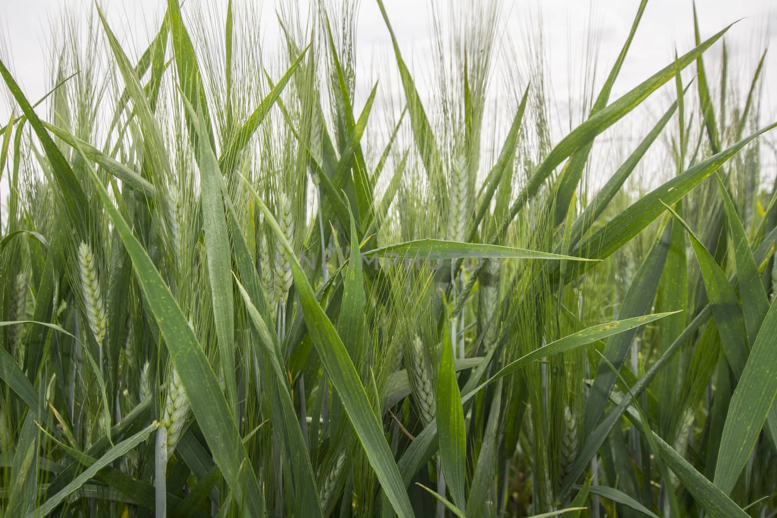 Spikes of green wheat in spring