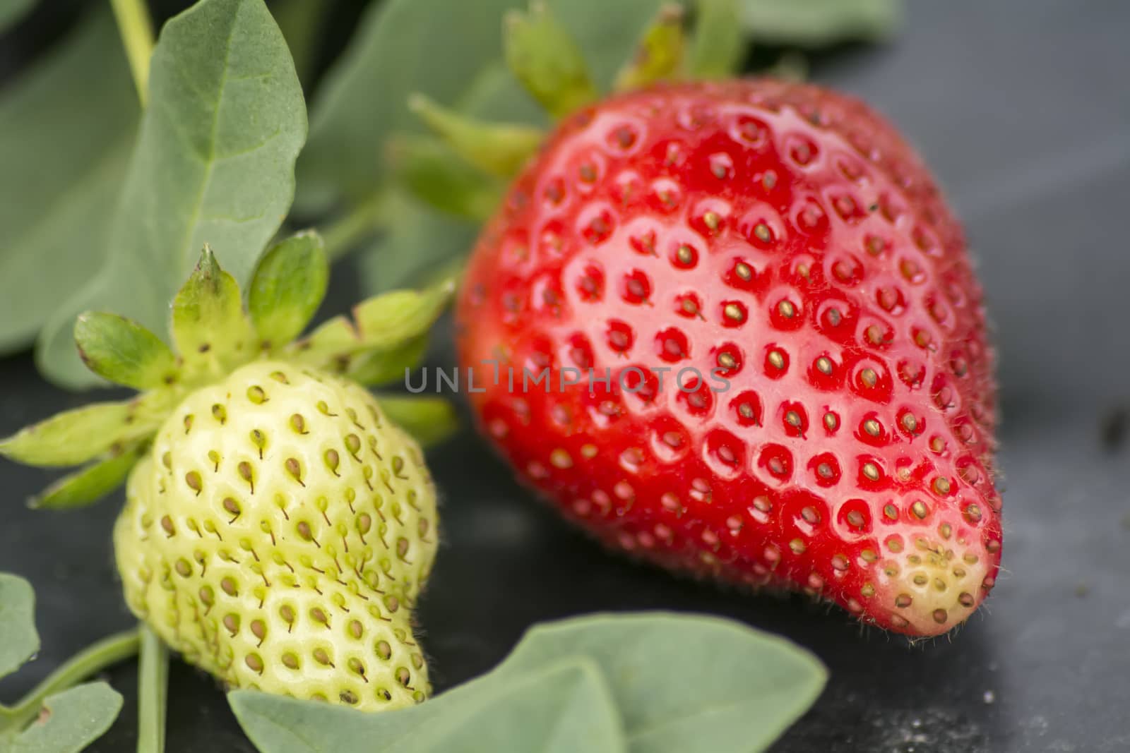 Strawberries on the vine in the garden