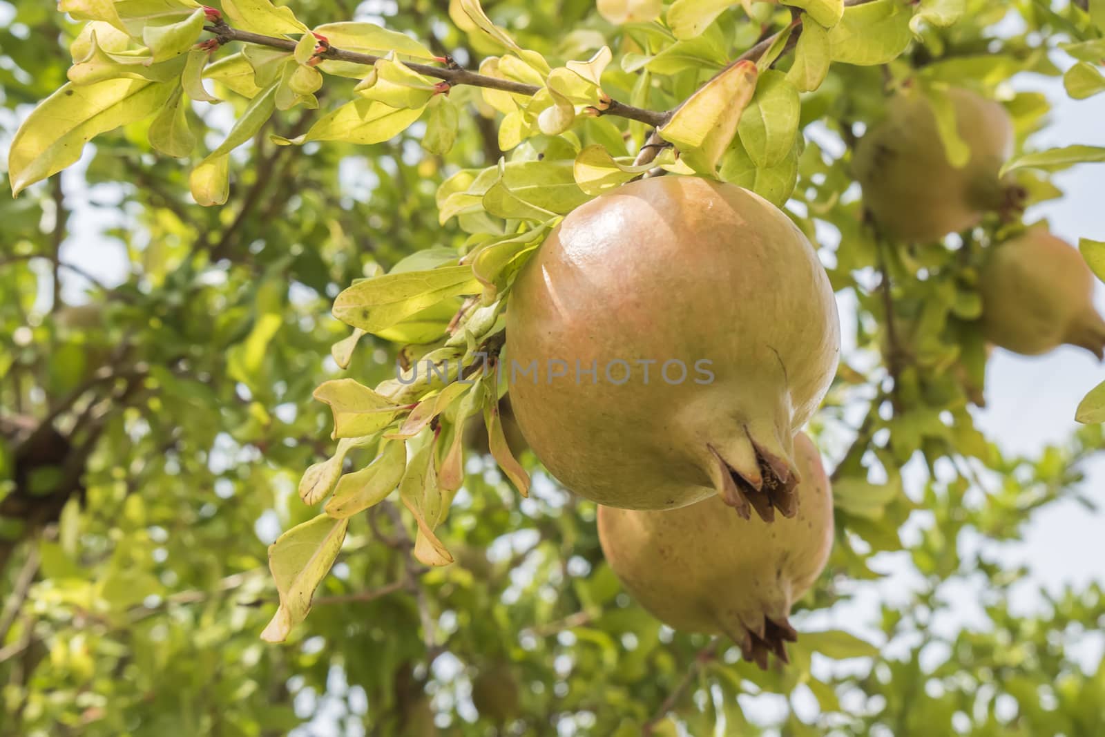 Unripe pomegranate in the tree