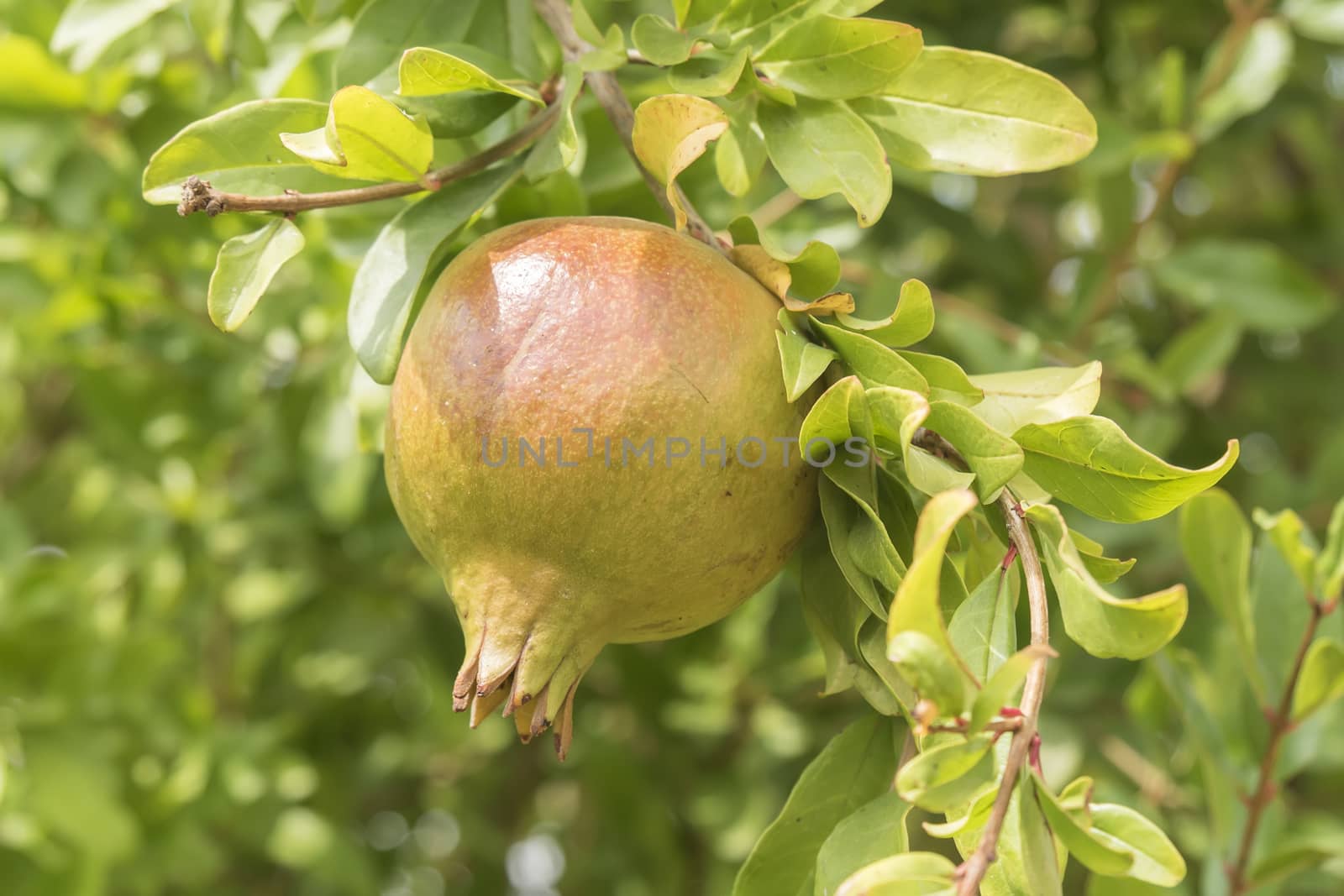 Unripe pomegranate in the tree