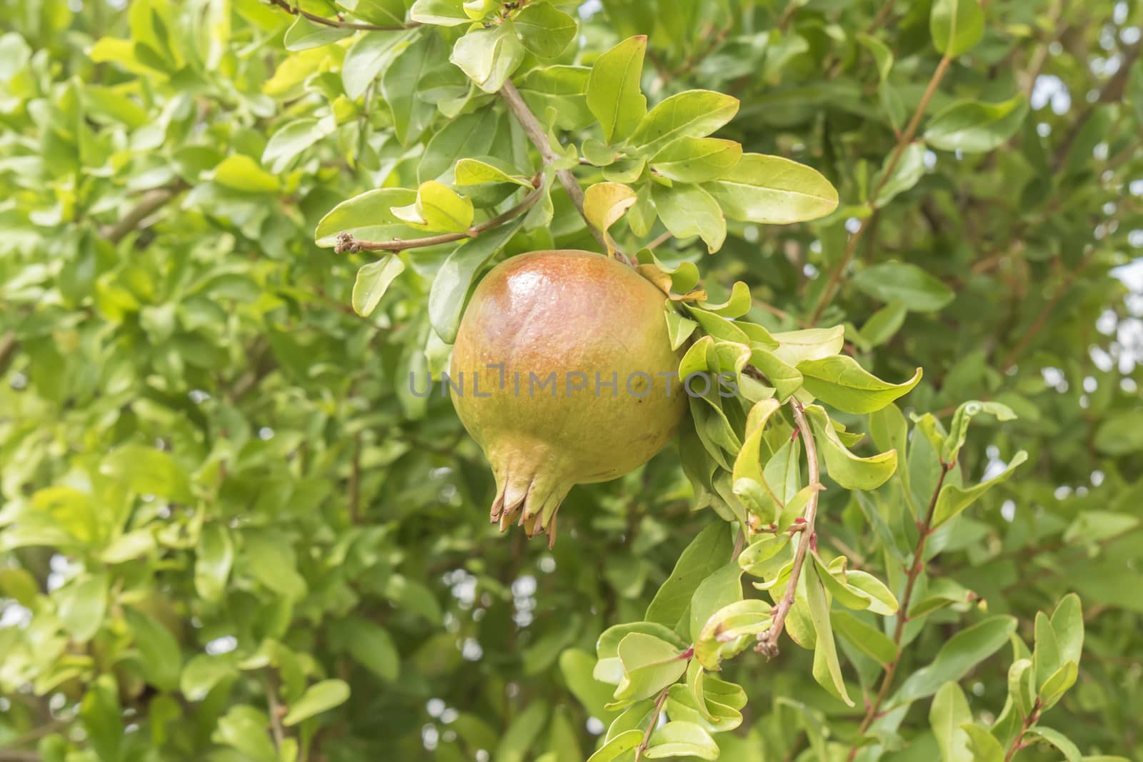 Unripe pomegranate in the tree