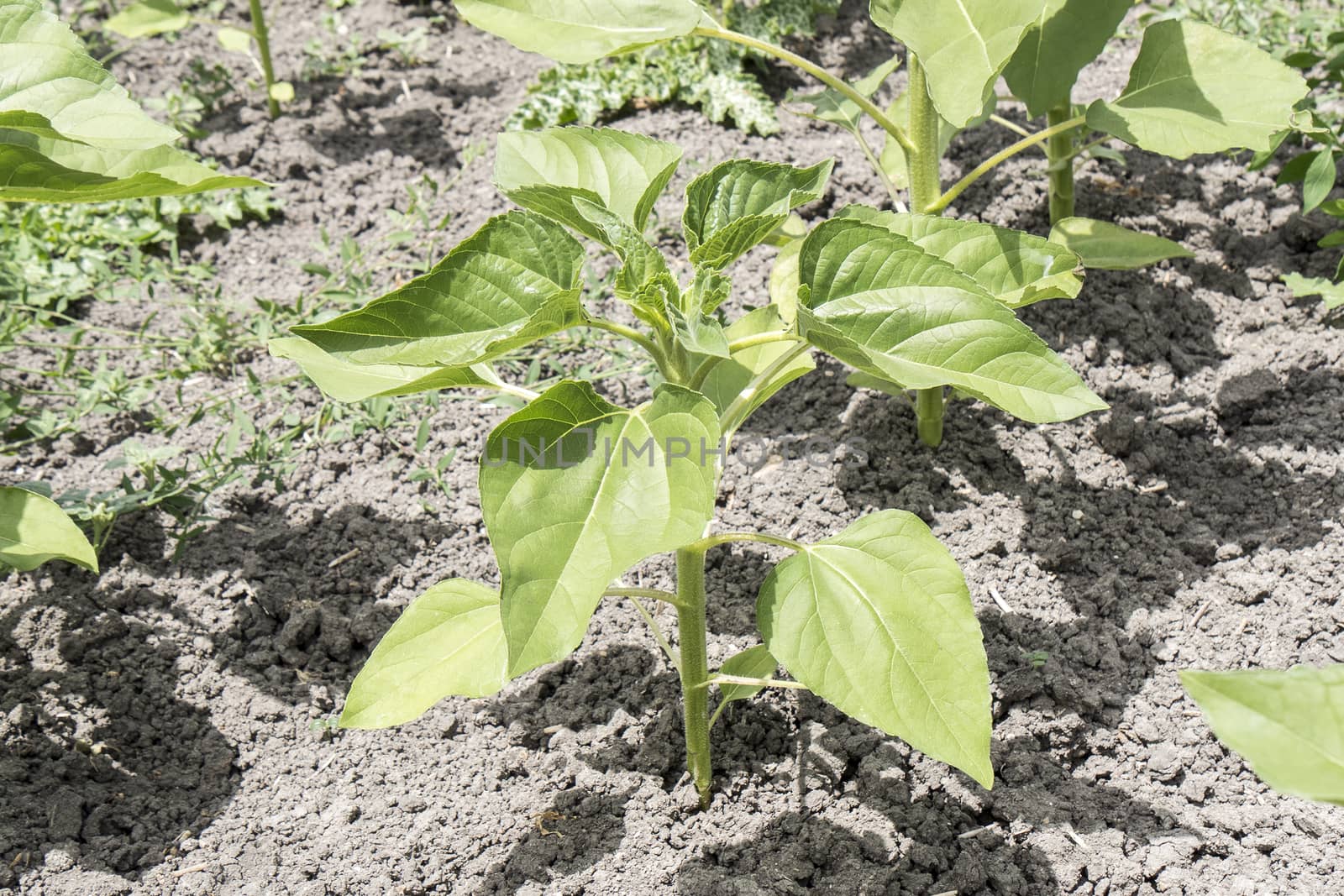 Sunflower plant growing