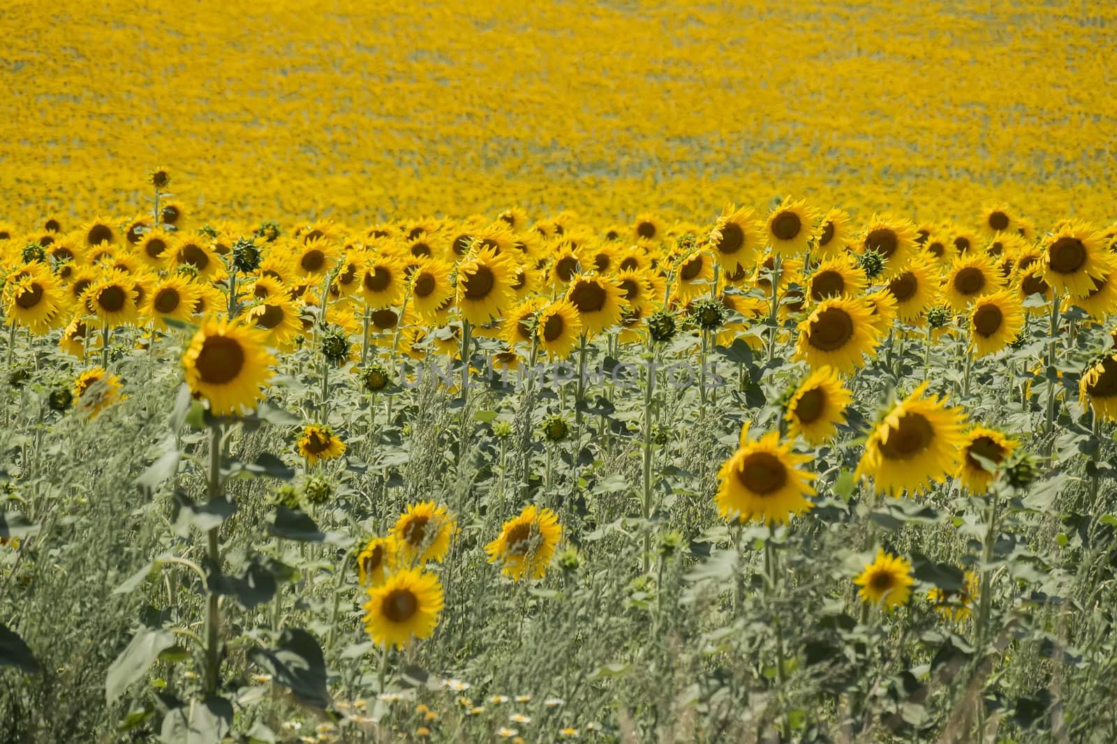 Sunflowers field