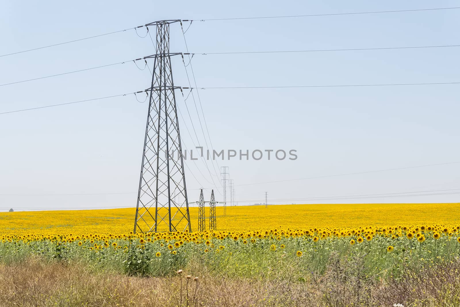 High voltage towers in sunflower field
